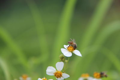 Close-up of bee pollinating on flower