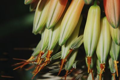 Close-up of flowering plant