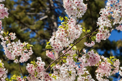 Close-up of pink cherry blossoms in spring