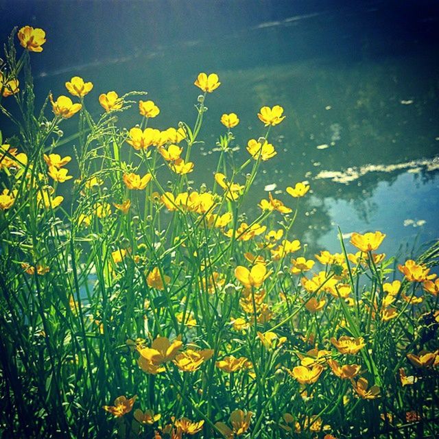 flower, yellow, freshness, growth, fragility, beauty in nature, plant, petal, nature, blooming, flower head, in bloom, water, stem, high angle view, no people, field, outdoors, tranquility, wildflower