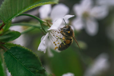 Close-up of insect on flower