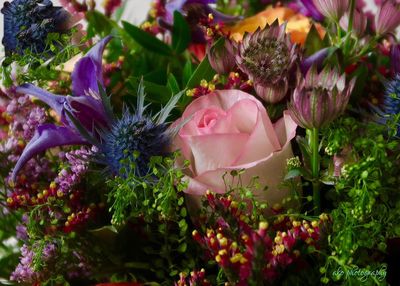 Close-up of pink flowering plants
