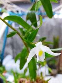 Close-up of white flowering plant