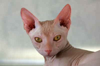 Close-up portrait of sphynx cat