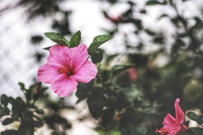 Close-up of pink flowering plant