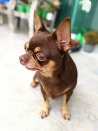 Portrait of chihuahua dog 