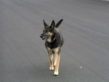 High angle view of dog standing on road