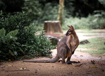 Full length of a kangaroo on field