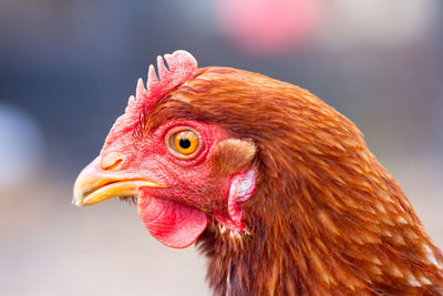 Close-up of a chickens head