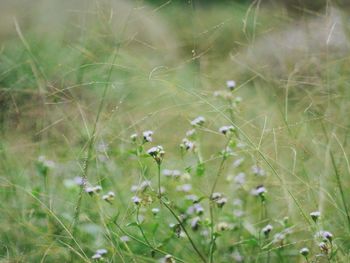 Close-up of flowering plants on field