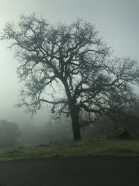 Tree on field against sky