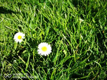 Close-up of white flowers blooming on field