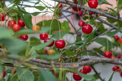 fruit