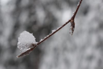 Close-up of frozen plant