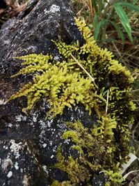 Close-up of moss growing on tree trunk