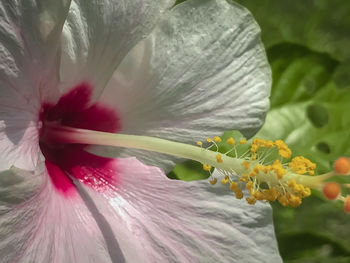 Close-up of white hibiscus flower