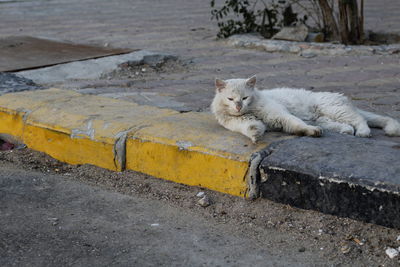 Portrait of cat lying on retaining wall