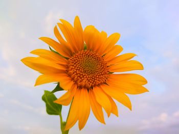 Close-up of sunflower against sky