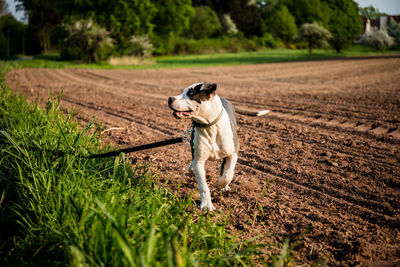 Full length of dog running on grass