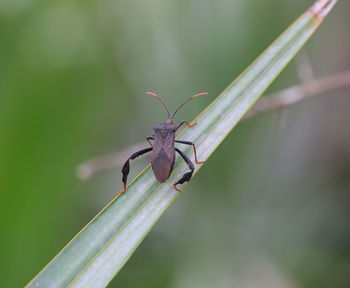 Close-up of insect on leaf