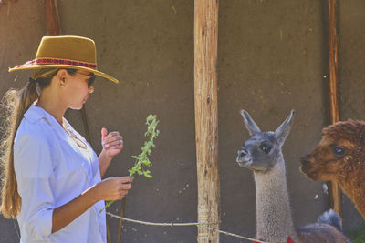 Young tourist takes selfies of alpacas and llamas on the farm. farming industry. feeding alpacas.