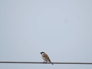 Low angle view of bird perching on cable against clear sky