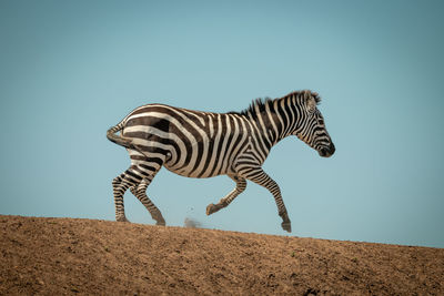 Plains zebra gallops along ridge in sunshine