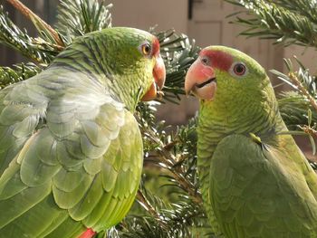 Close-up of parrot