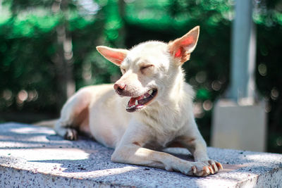 View of a dog looking away