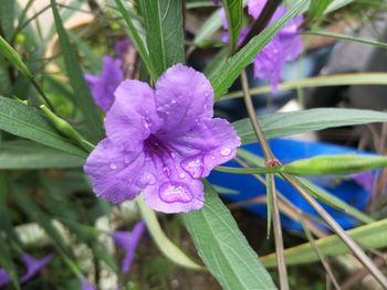 Close-up of purple flower blooming outdoors