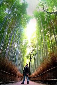 Rear view of man walking in forest