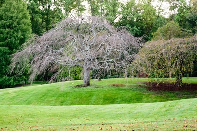 Trees on landscape