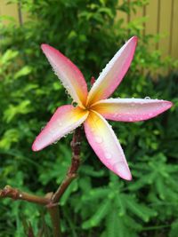 Close-up of water drops on pink flower