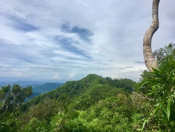 Scenic view of forest