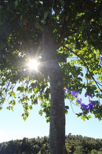 Sun shining through trees