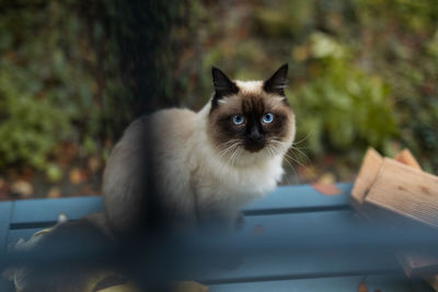 Portrait of cat at home