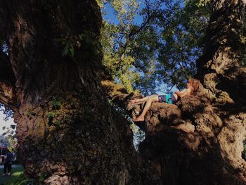 Low angle view of trees on rocks