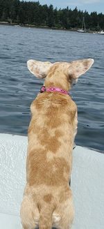 Close-up of horse in water