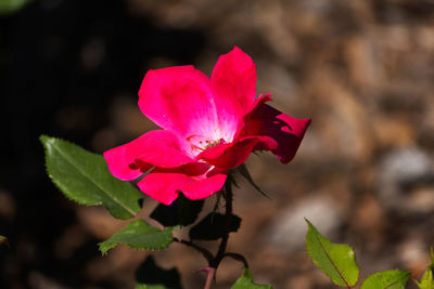 Close-up of pink flower blooming outdoors