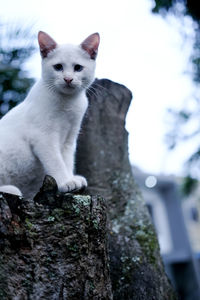 Portrait of a cat