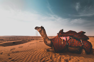 Side view of giraffe on sand at desert against sky