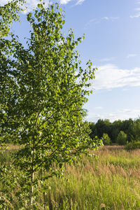 Trees on field against sky