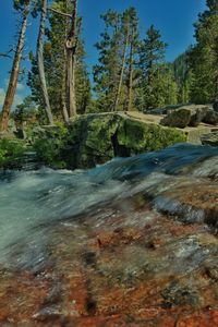 Scenic view of river amidst trees in forest