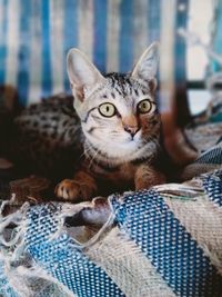 Close-up portrait of a cat