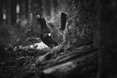 View of a bird on tree trunk