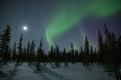 Trees on snow covered field against sky at night