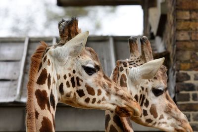 Close-up of giraffes outdoors
