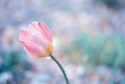 Close-up of pink rose