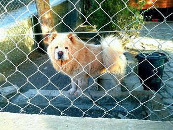 chainlink fence