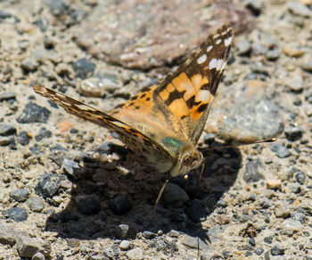 Close-up of butterfly on tree trunk